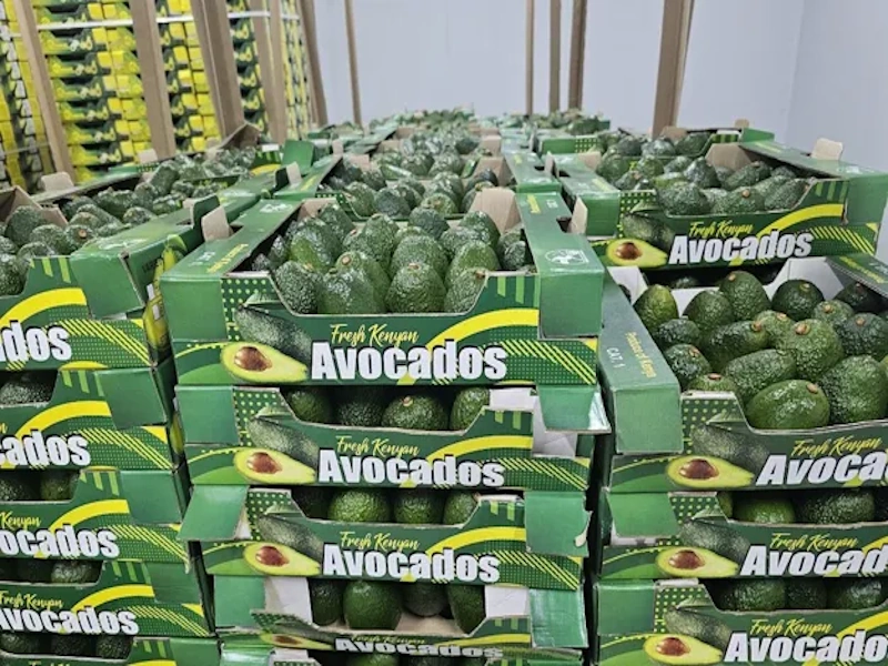 Europe takes over 70% of the market share for Kenyan avocados