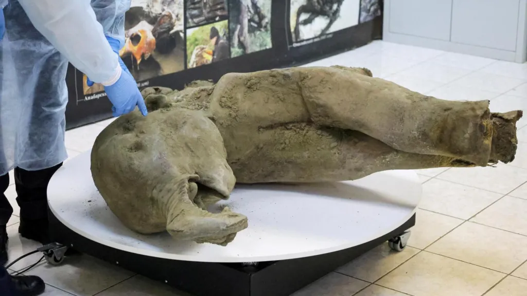 Scientists unearth 50,000-year-old baby mammoth remains