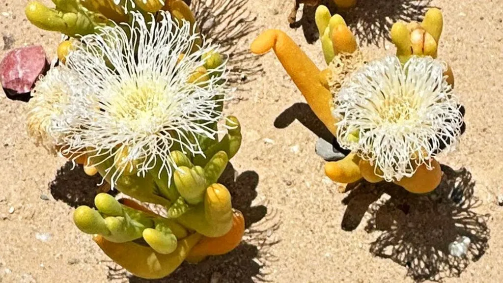 Illegal trade booms in South Africa’s ‘super-strange looking’ plants