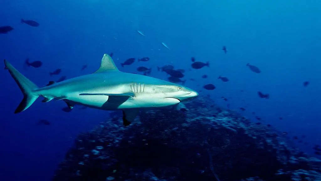 School chaplain killed in shark attack on Australia’s Great Barrier Reef
