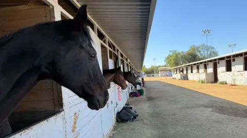 A row of evacuated horses hangs their heads outside their pens at the LA equestrian centre