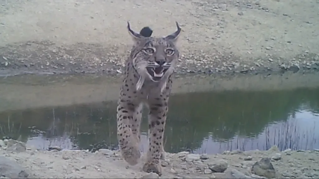 Saving a species: The slow return of the Iberian lynx