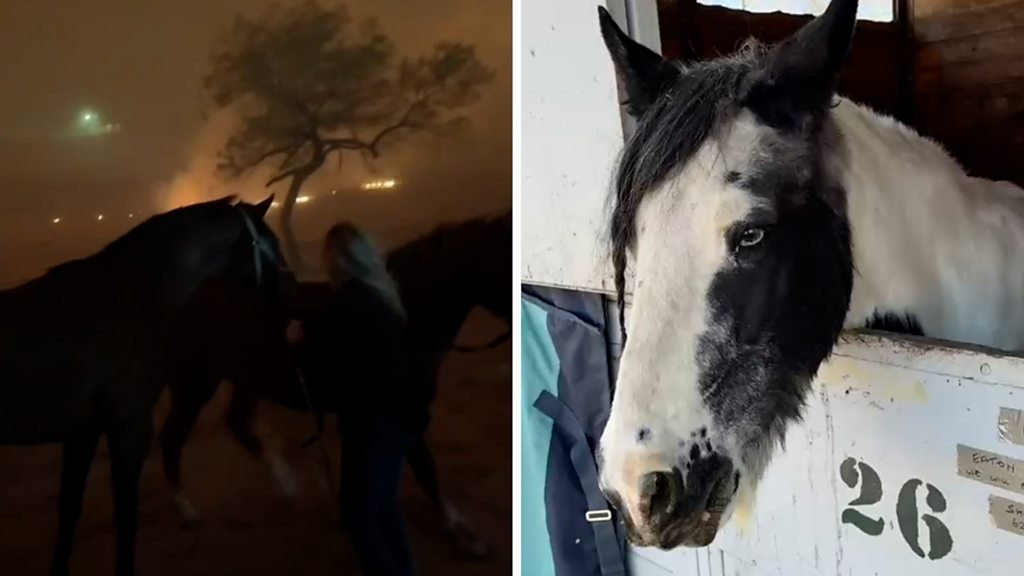 ‘We sing to them’: LA stables turn Noah’s Ark for fire rescue animals
