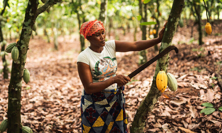 Ghana’s 2024 cocoa export revenue crashes to $1.7 billion—lowest in 15 years