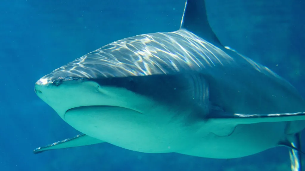 Teenage girl killed in shark attack in Australia